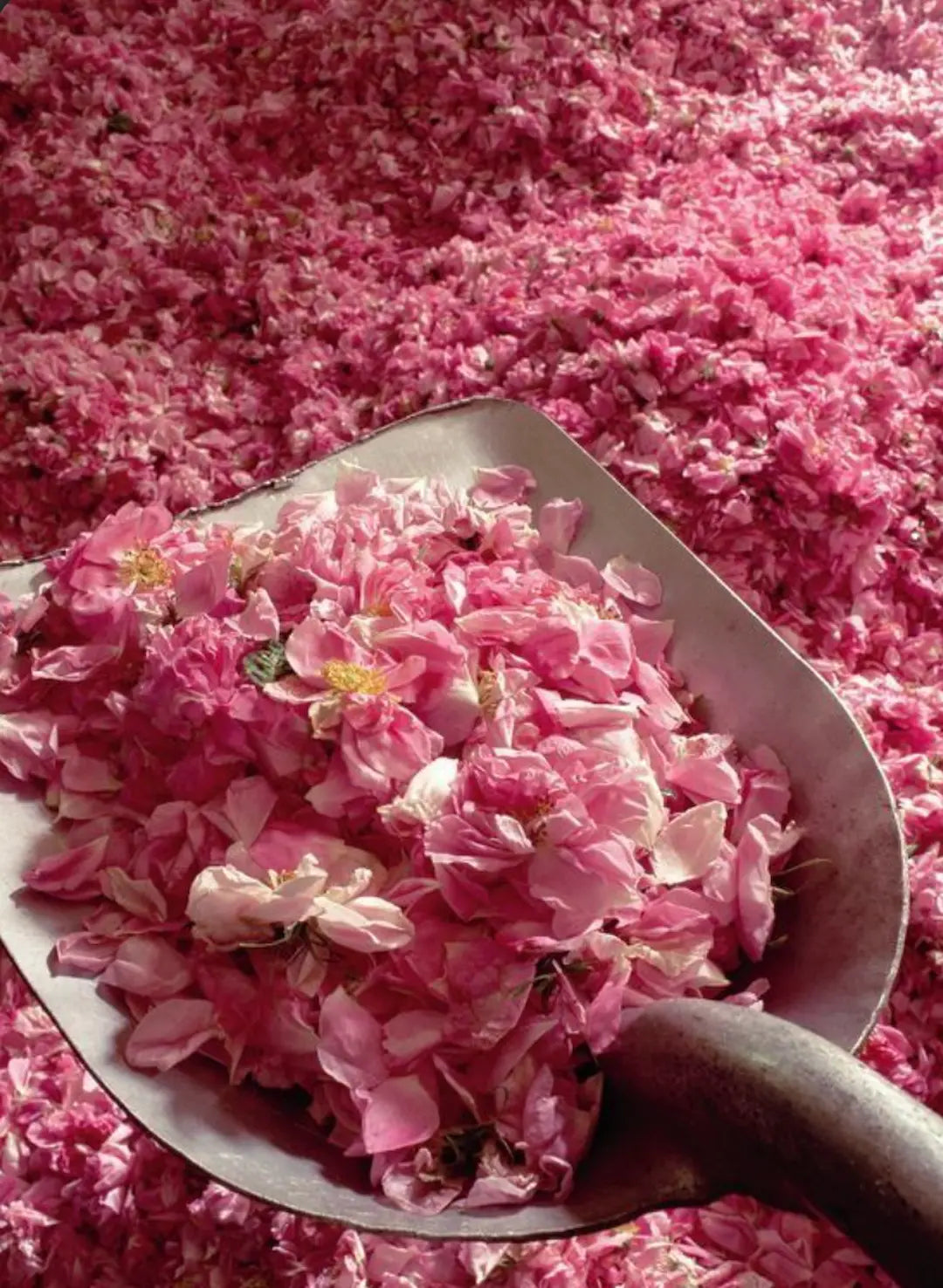 Collecting Rosa damascena petals for distillation in Kelaat M’Gouna (Valley of the Roses, Ouarzazate, Morocco).